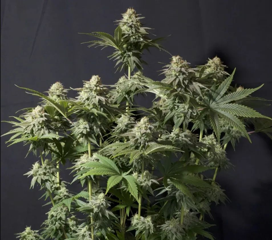 Orange Sherbet FF — 2
