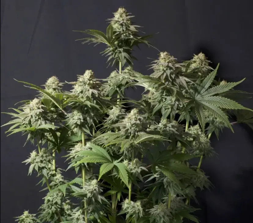 Orange Sherbet FF — 2