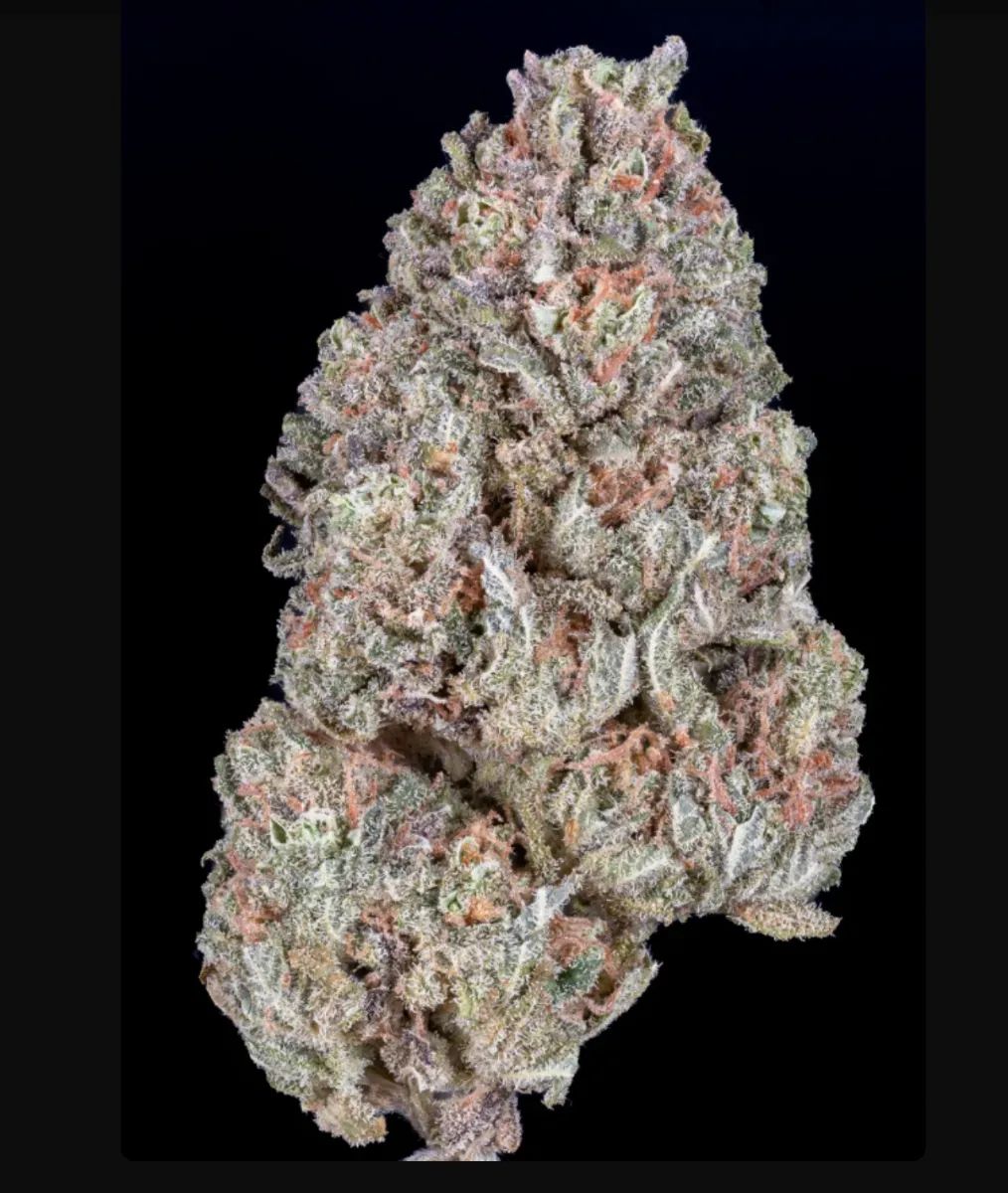 Orange Sherbet FF — 3