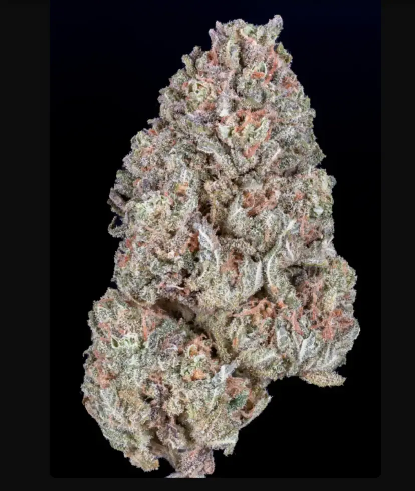 Orange Sherbet FF — 3