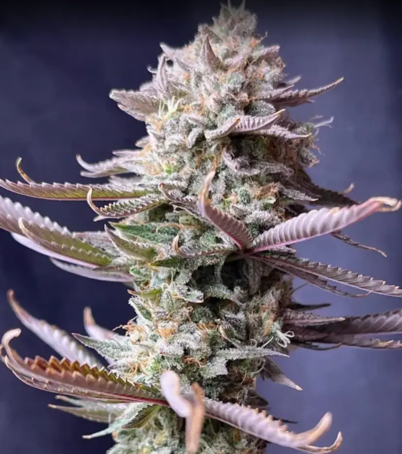 Orange Sherbet FF — 4