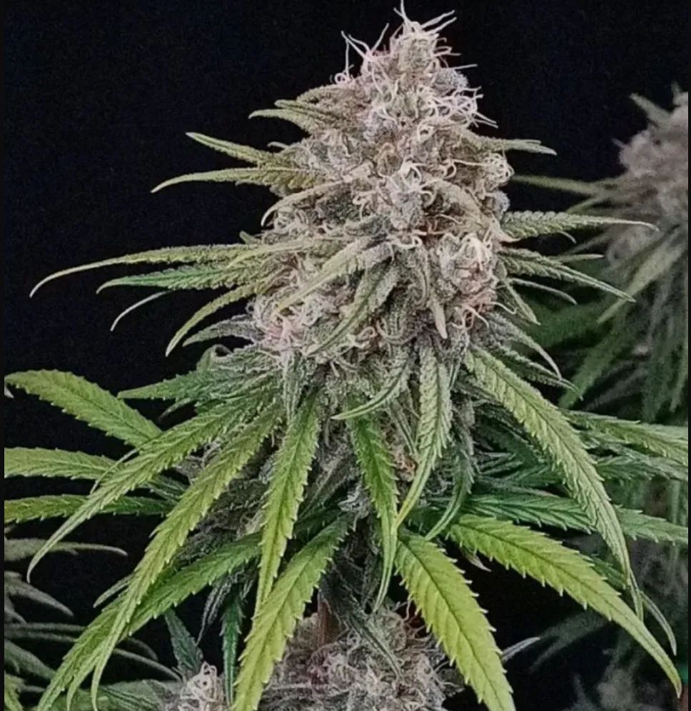 Wedding Cheesecake FF — 2