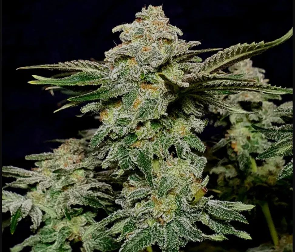 Wedding Cheesecake FF — 3