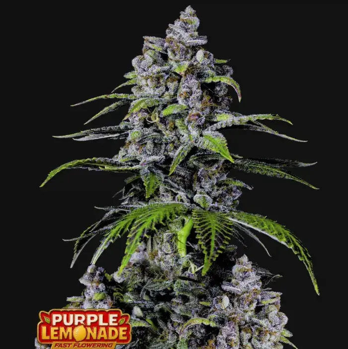 Purple Lemonade FF — 1