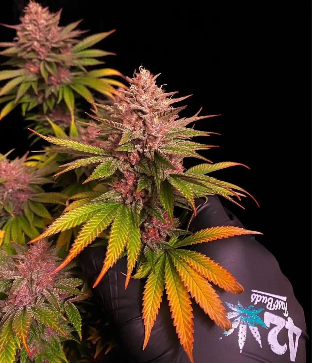 Purple Lemonade FF — 2