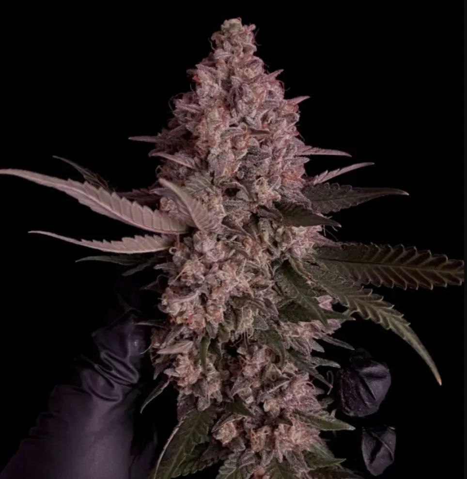 Purple Lemonade FF — 3