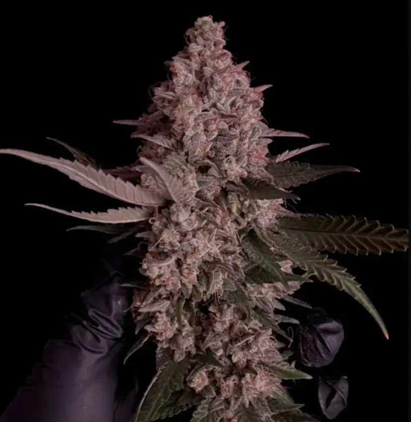 Purple Lemonade FF — 3