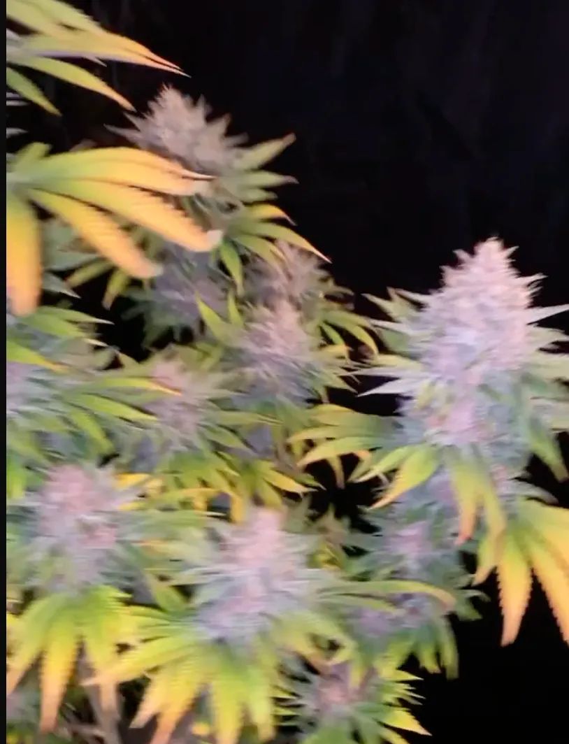Purple Lemonade FF — 4