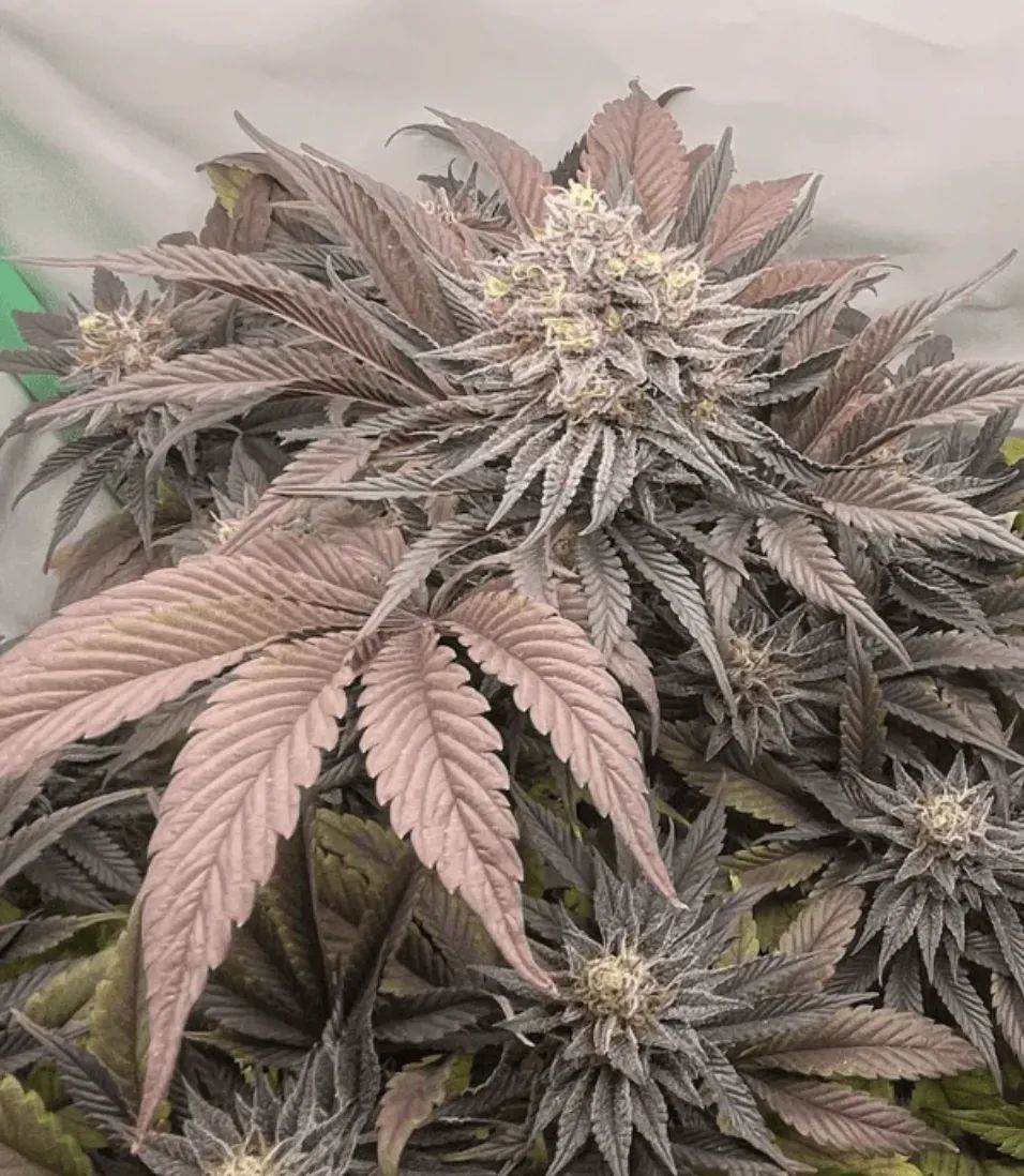 Purple Lemonade FF — 5