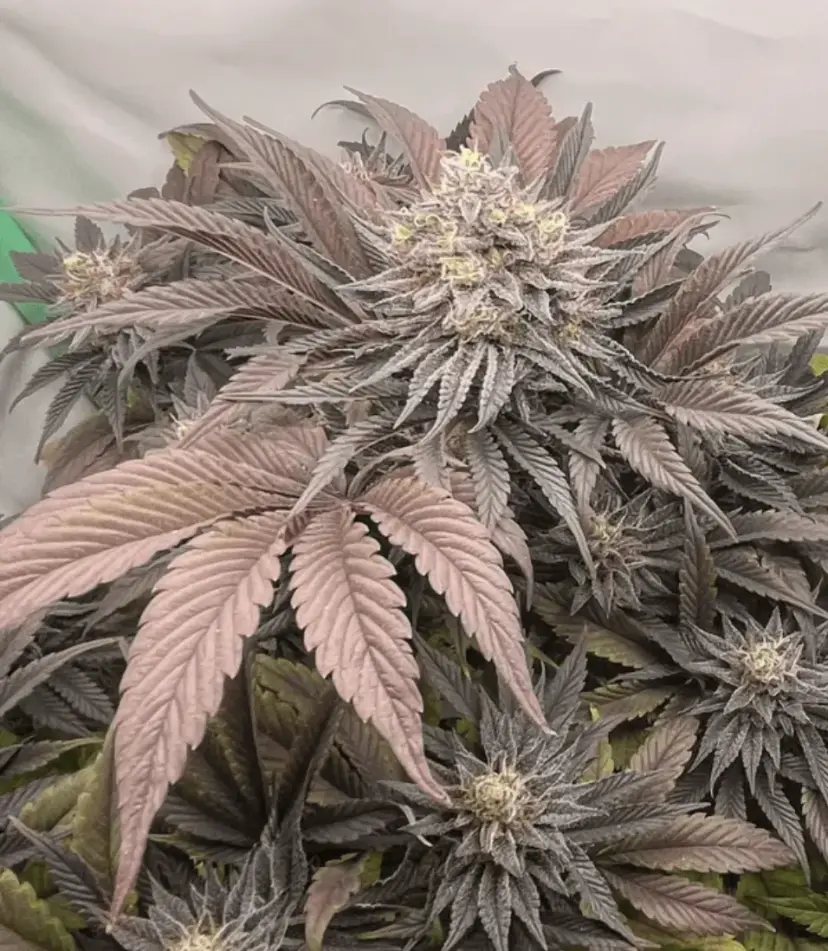Purple Lemonade FF — 5