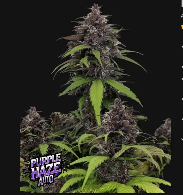 Purple Haze Auto™ — 1