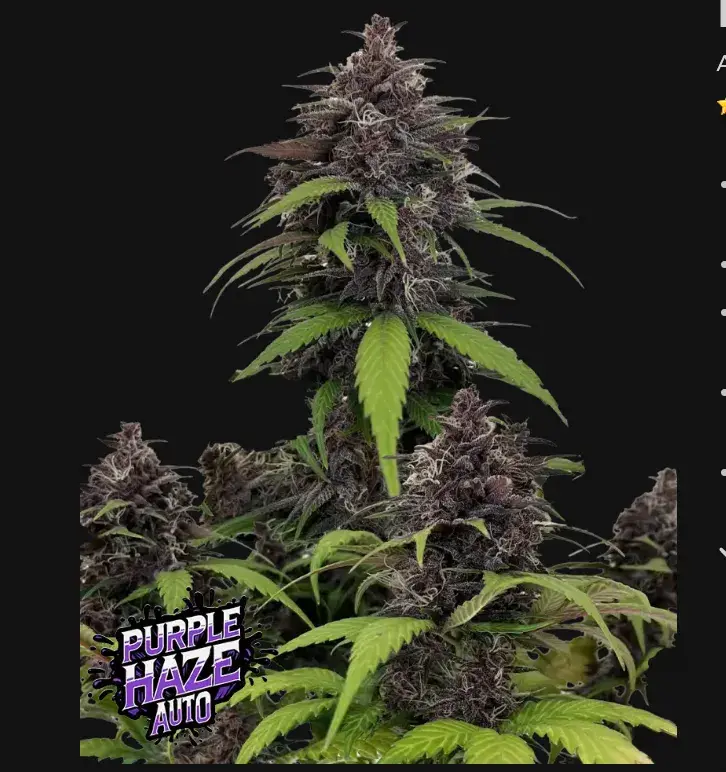 Purple Haze Auto™ — 1