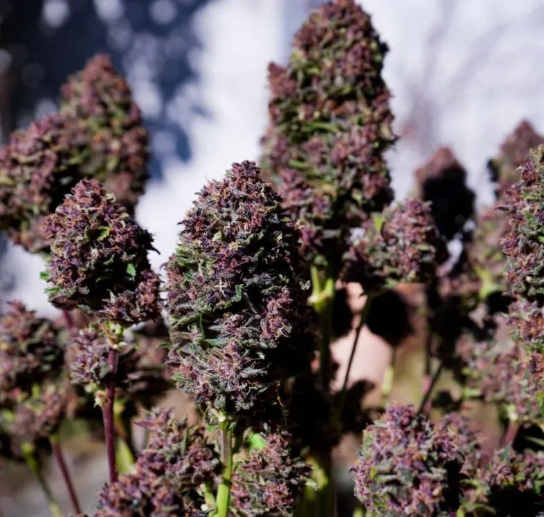 Purple Haze Auto™ — 2