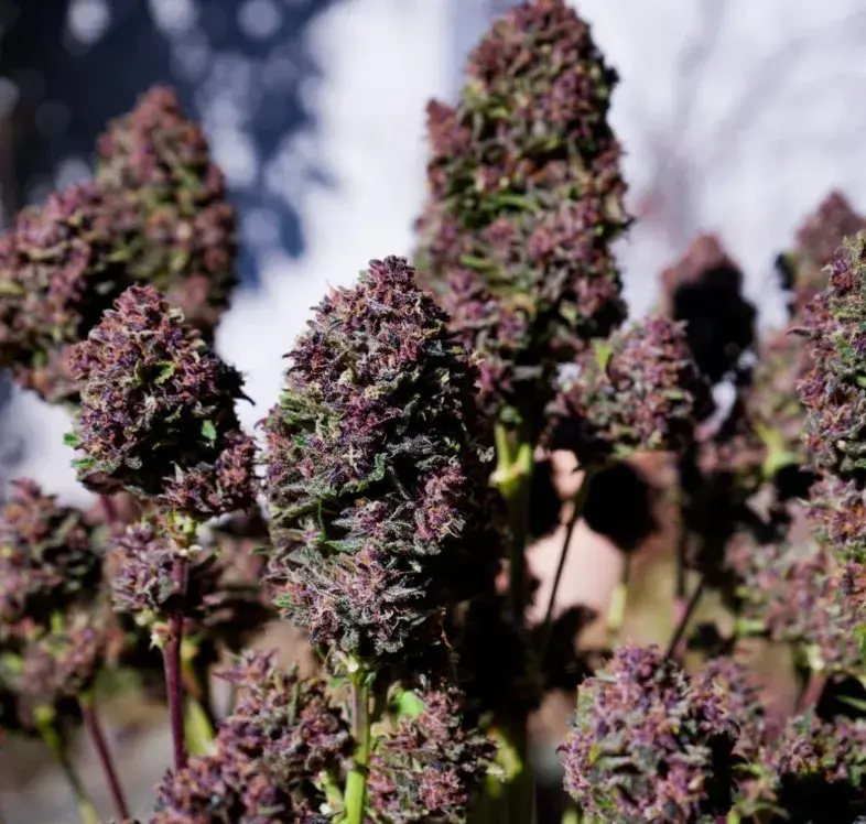 Purple Haze Auto™ — 2