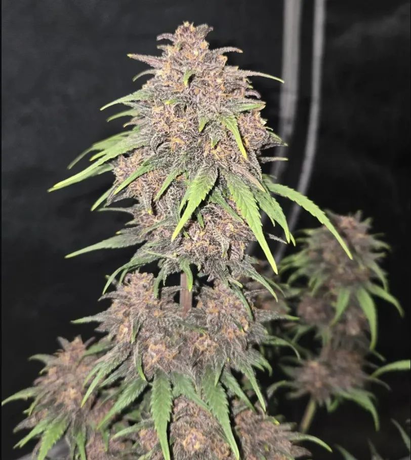 Purple Haze Auto™ — 3