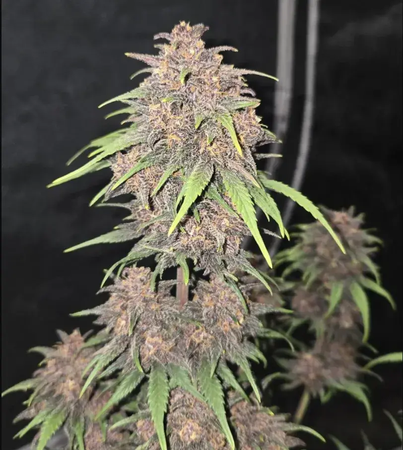 Purple Haze Auto™ — 3