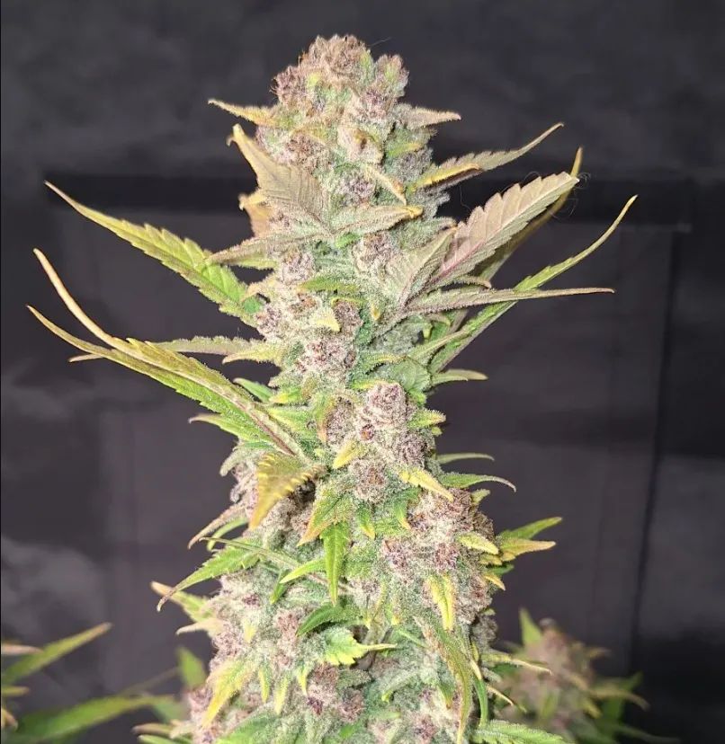 Purple Haze Auto™ — 5
