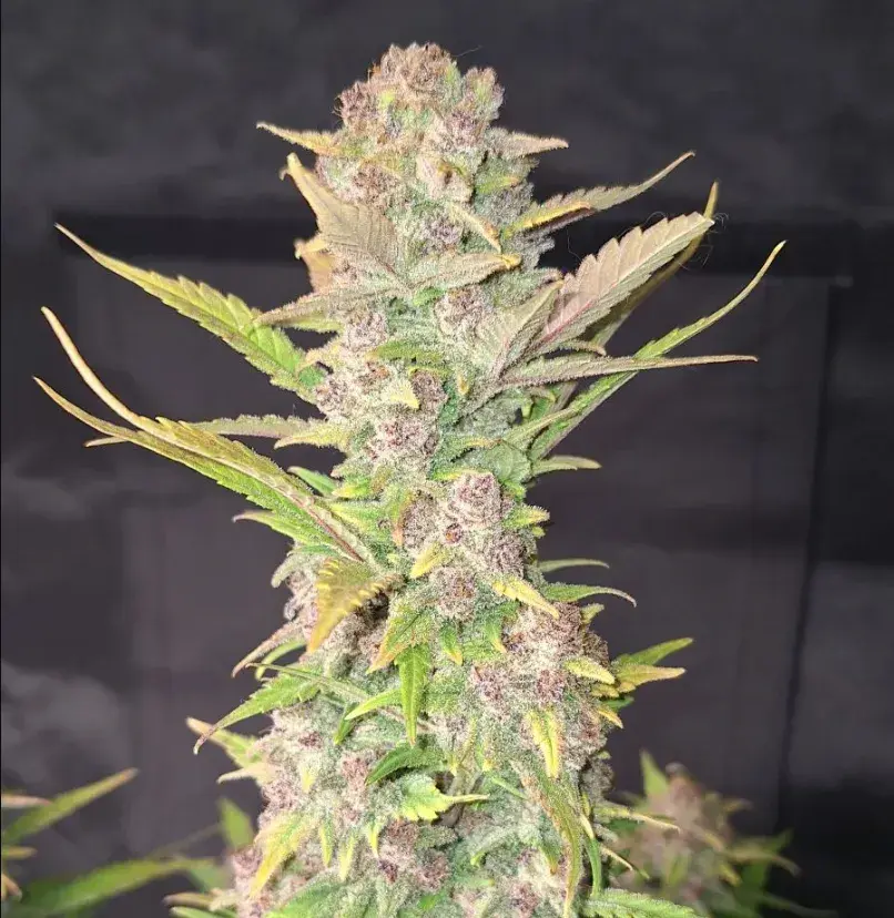 Purple Haze Auto™ — 5