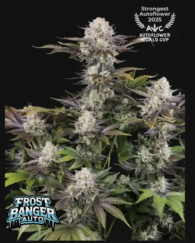 Frostbanger Auto — 1