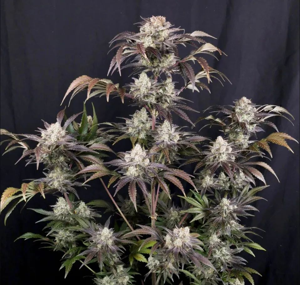 Frostbanger Auto — 2