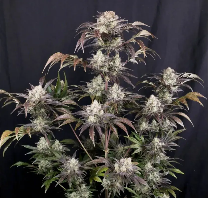 Frostbanger Auto — 2