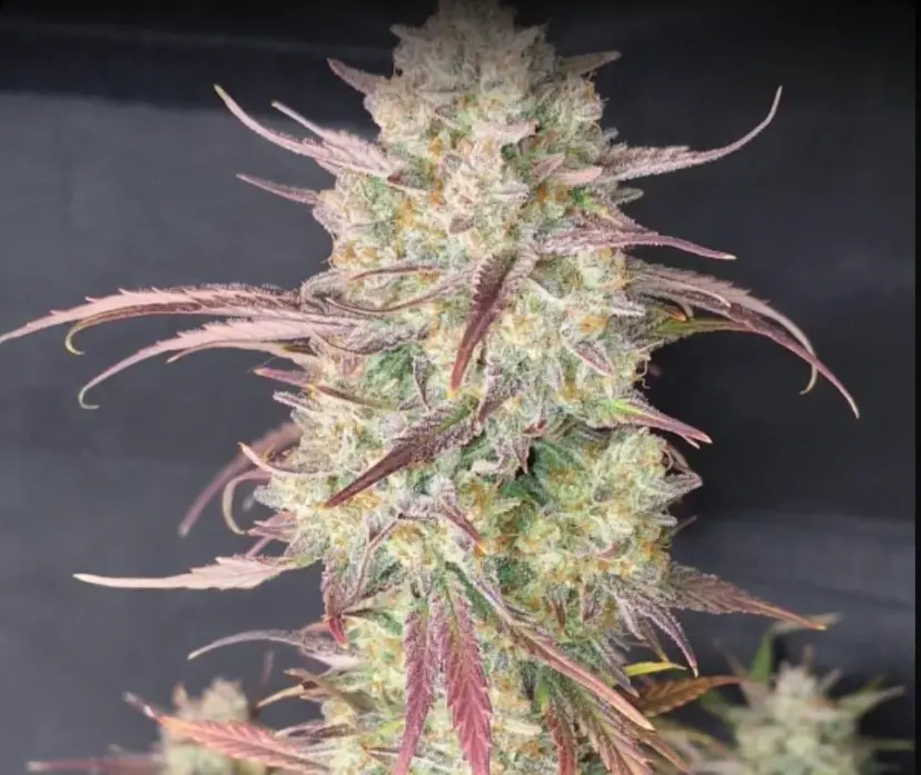 Frostbanger Auto — 3