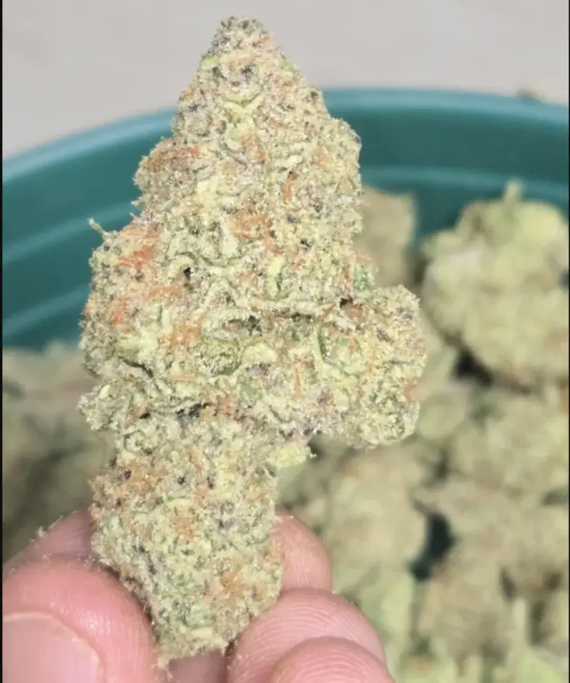 Frostbanger Auto — 4