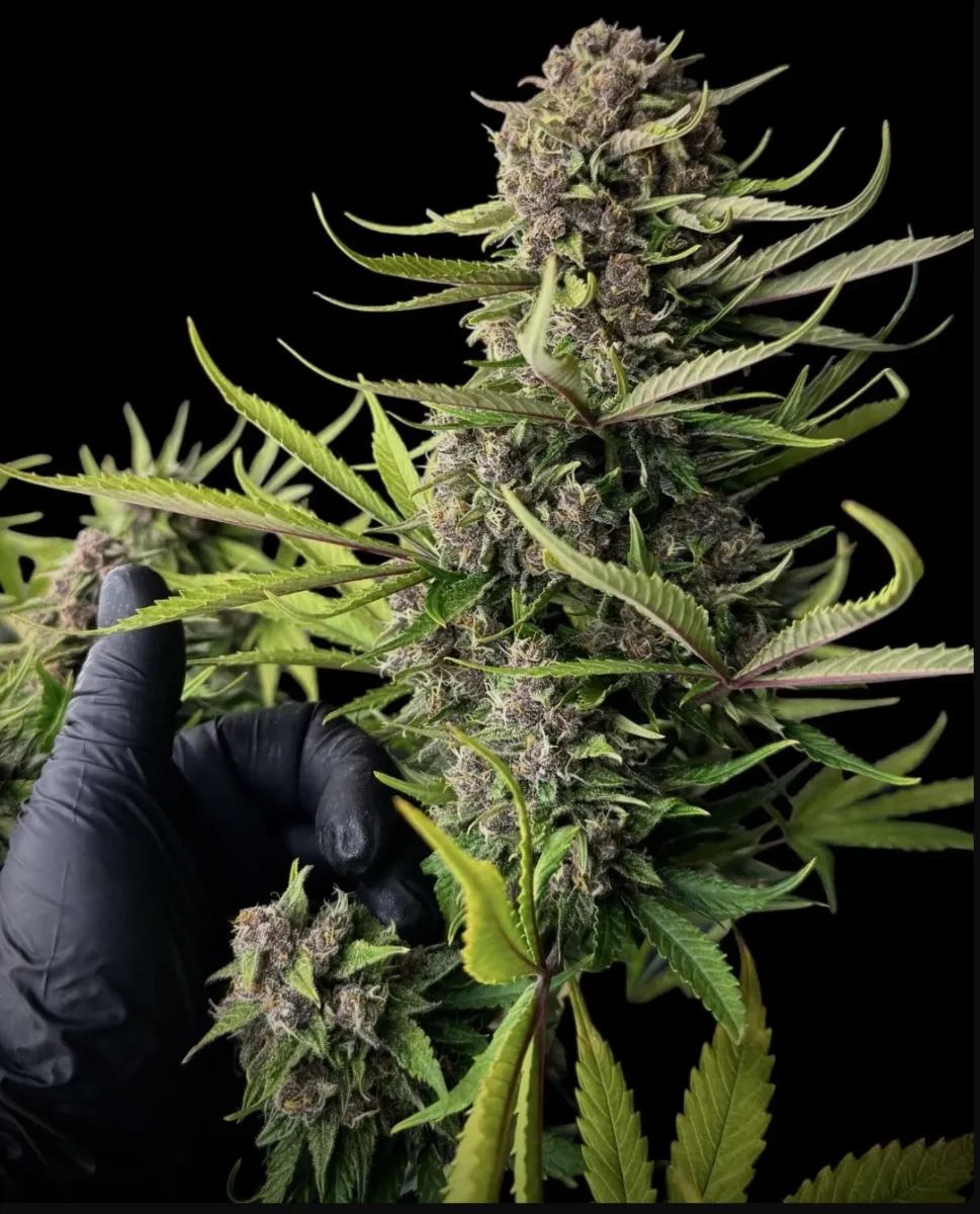 Frostbanger Auto — 5