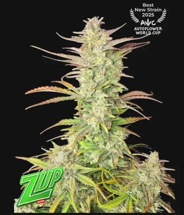 Z-Up Auto — 1