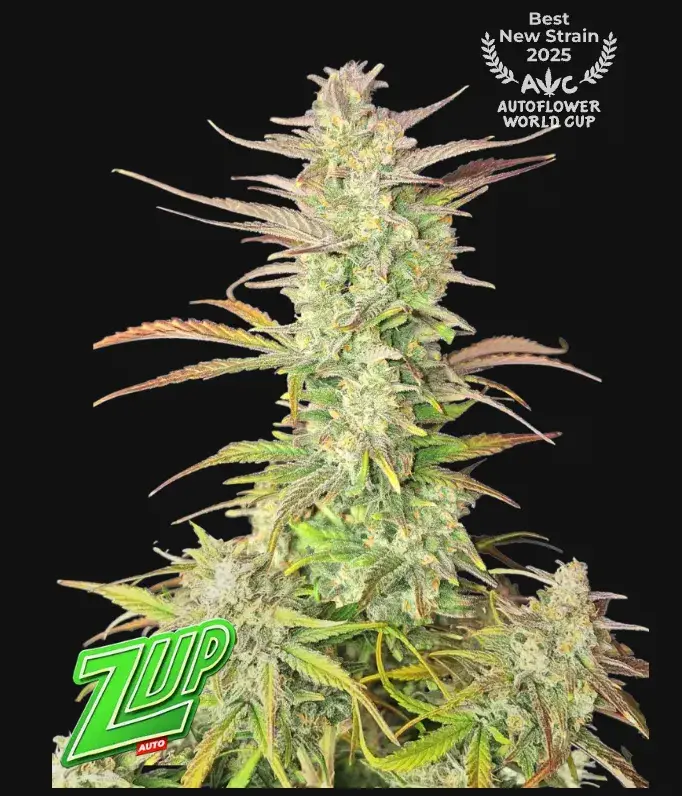 Z-Up Auto — 1