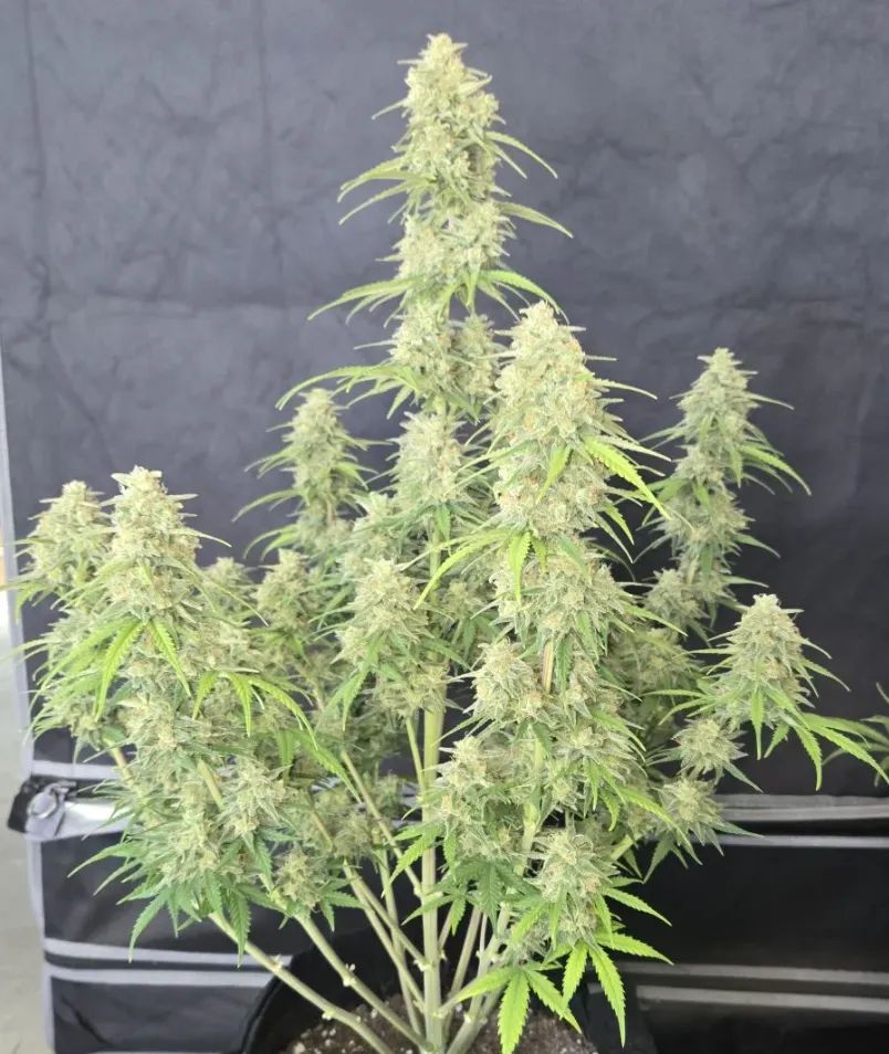 Z-Up Auto — 2