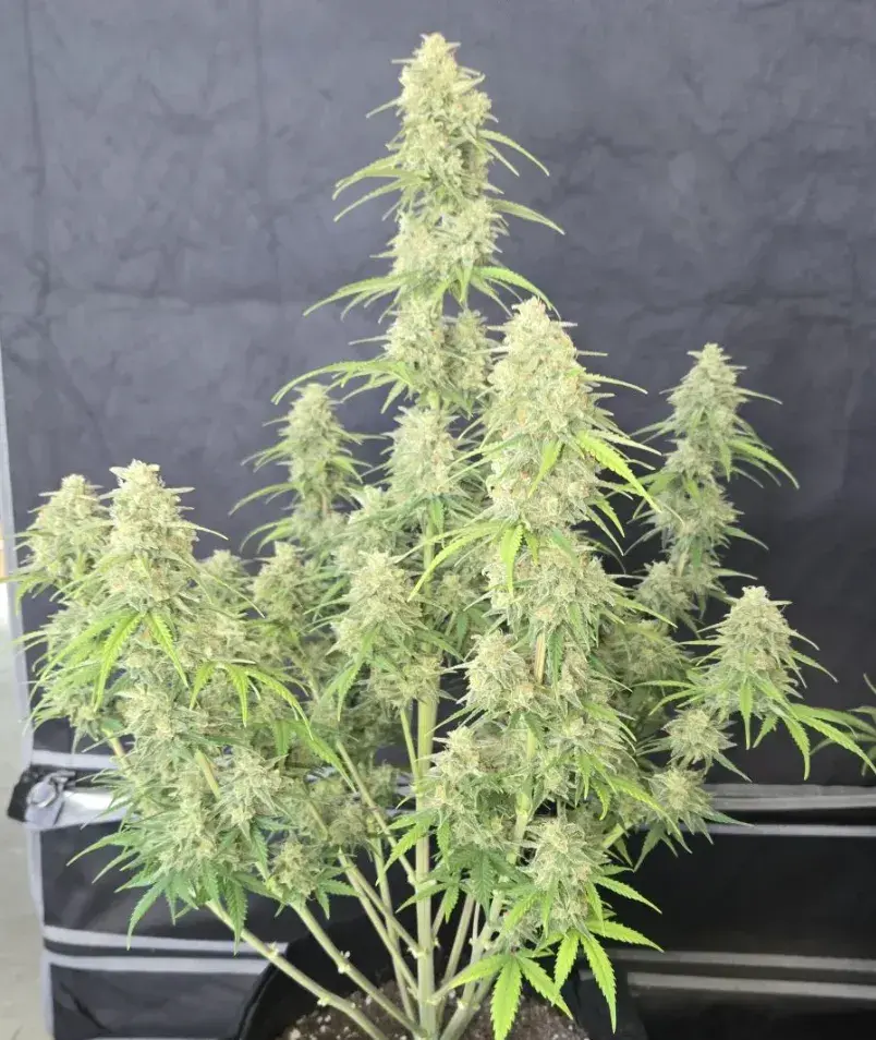 Z-Up Auto — 2