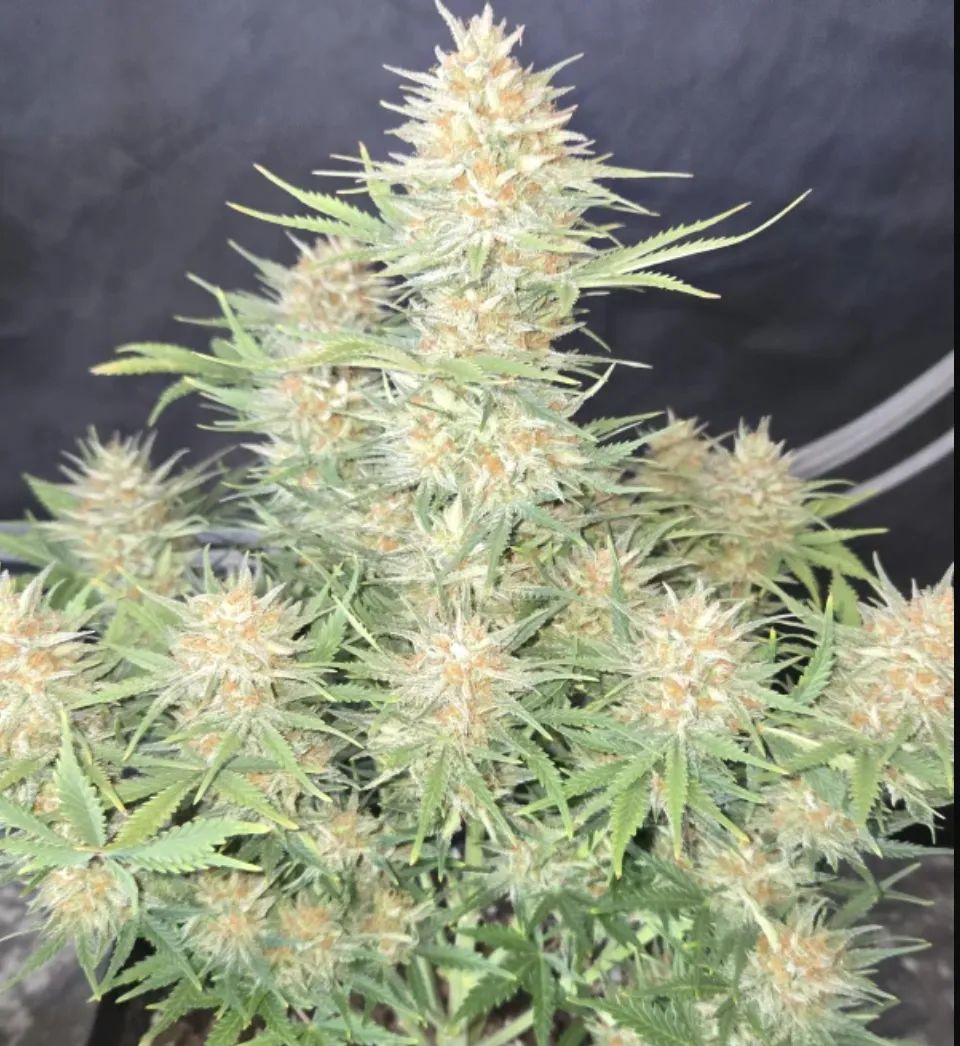 Z-Up Auto — 3