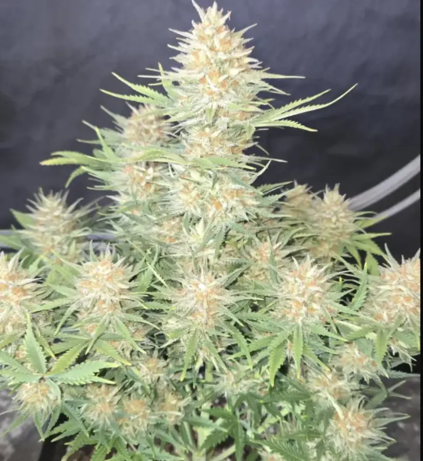 Z-Up Auto — 3