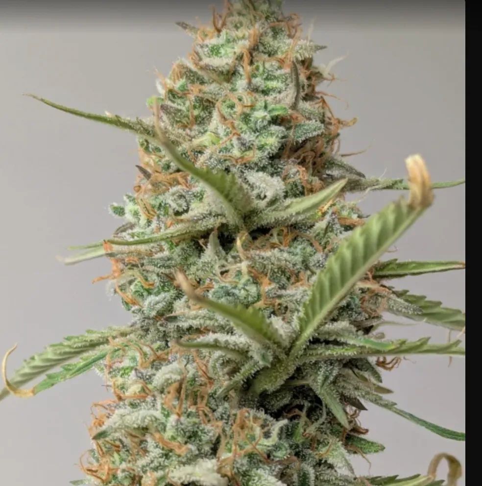 Z-Up Auto — 4