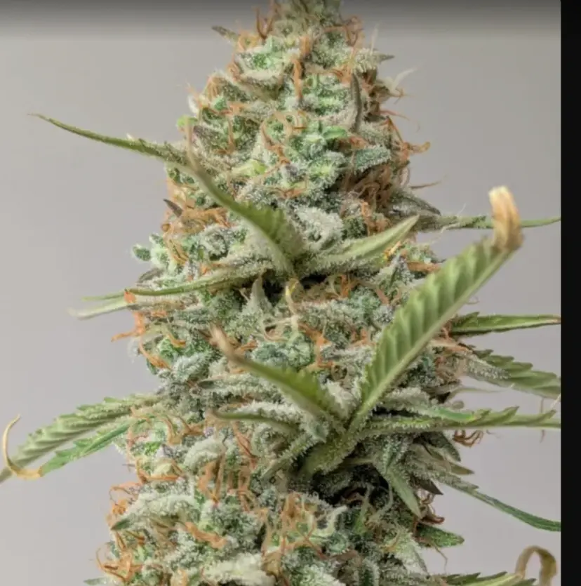 Z-Up Auto — 4