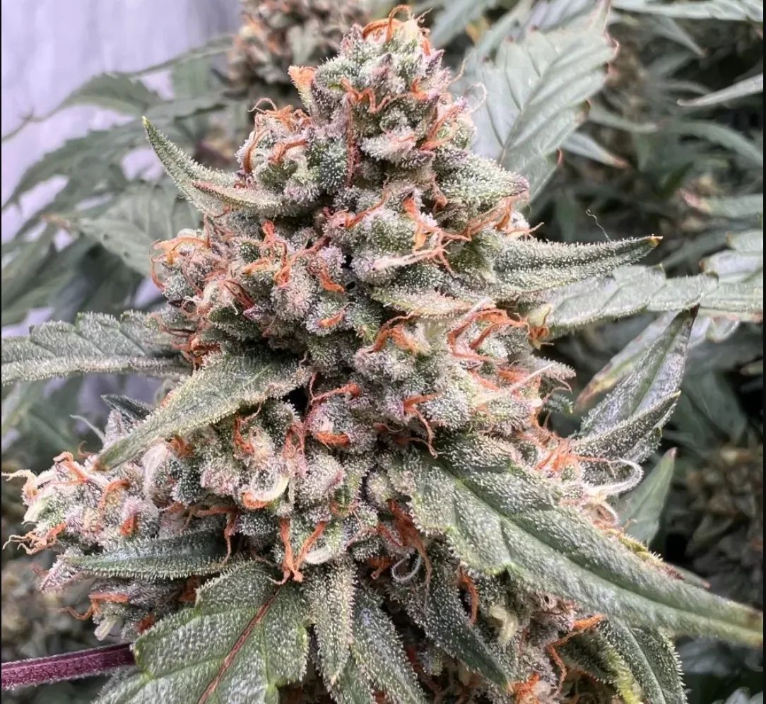 Z-Up Auto — 5