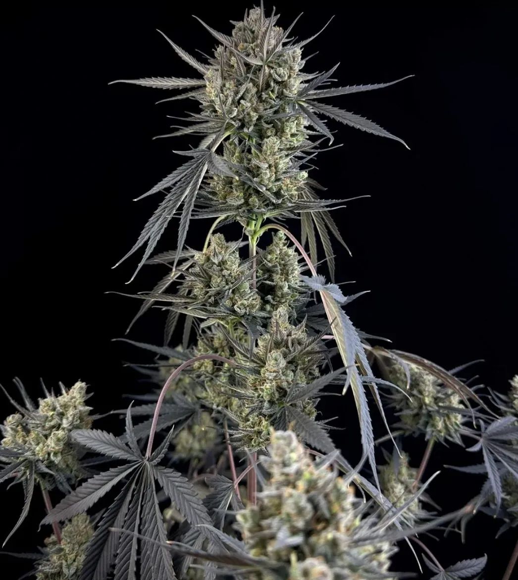 Pound Cake Auto™ — 2