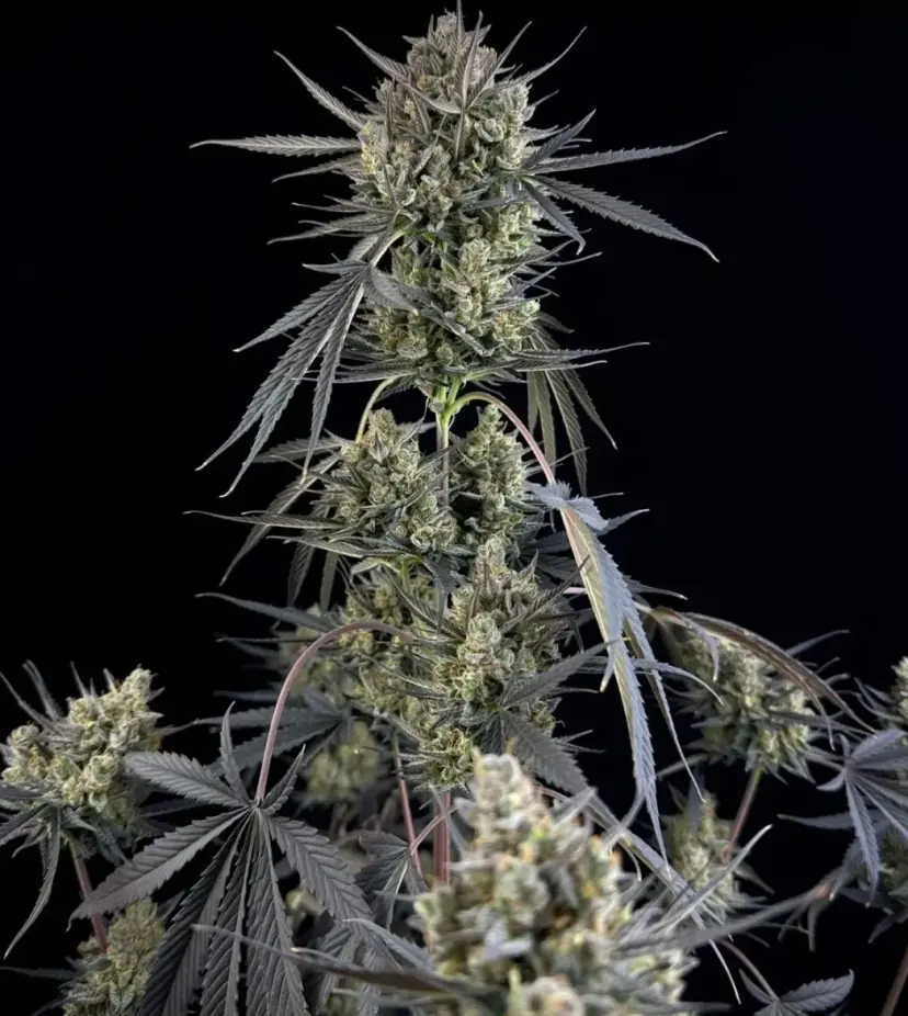 Pound Cake Auto™ — 2