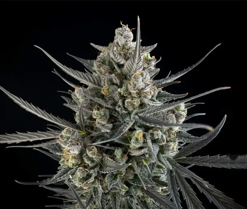 Pound Cake Auto™ — 3