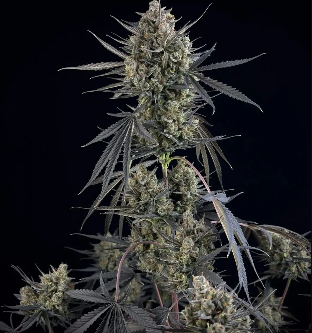 Pound Cake Auto™ — 4