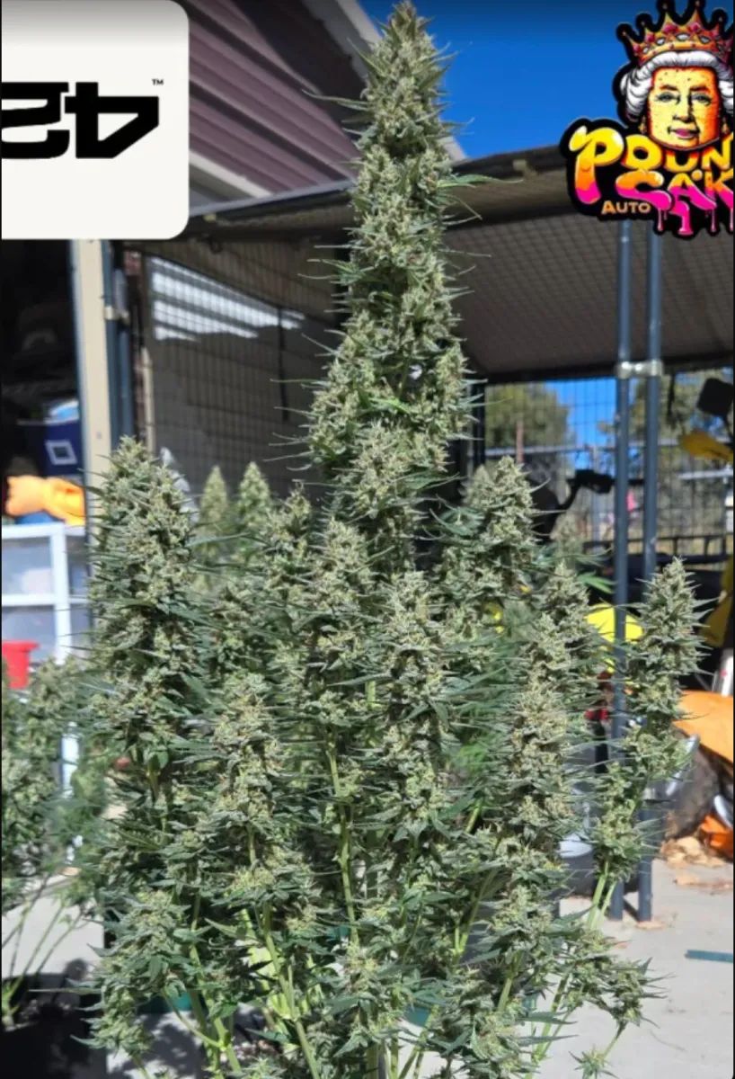 Pound Cake Auto™ — 5