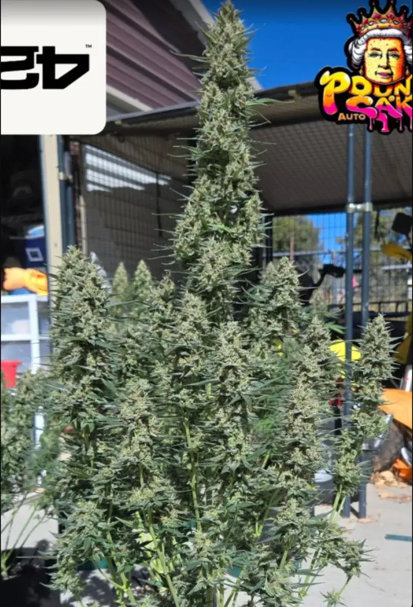 Pound Cake Auto™ — 5