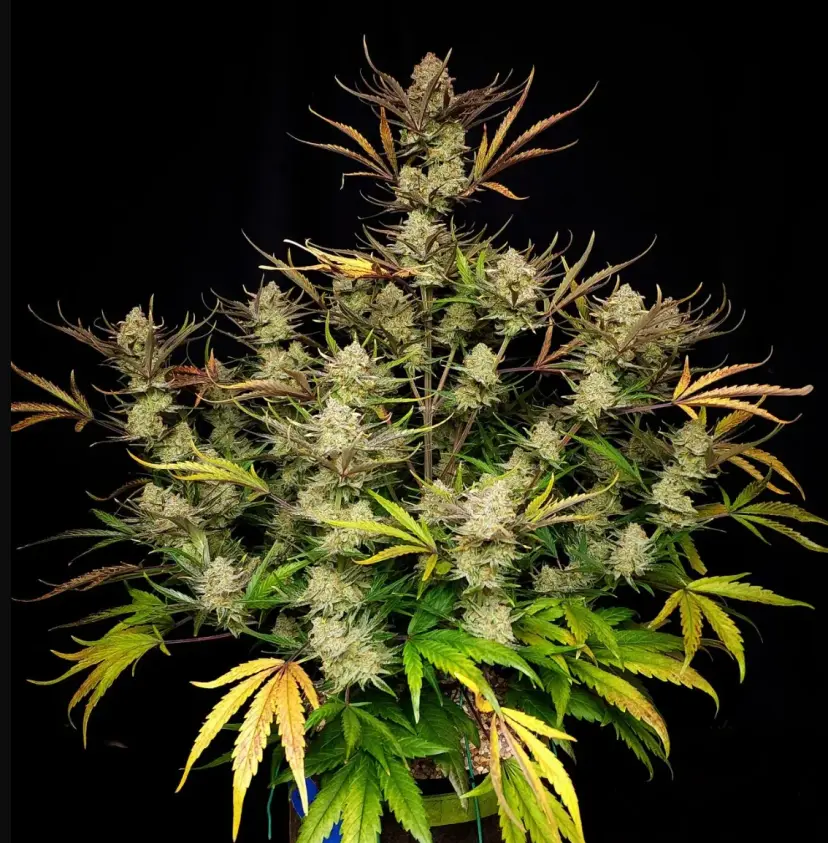Apple Strudel Auto™ — 2