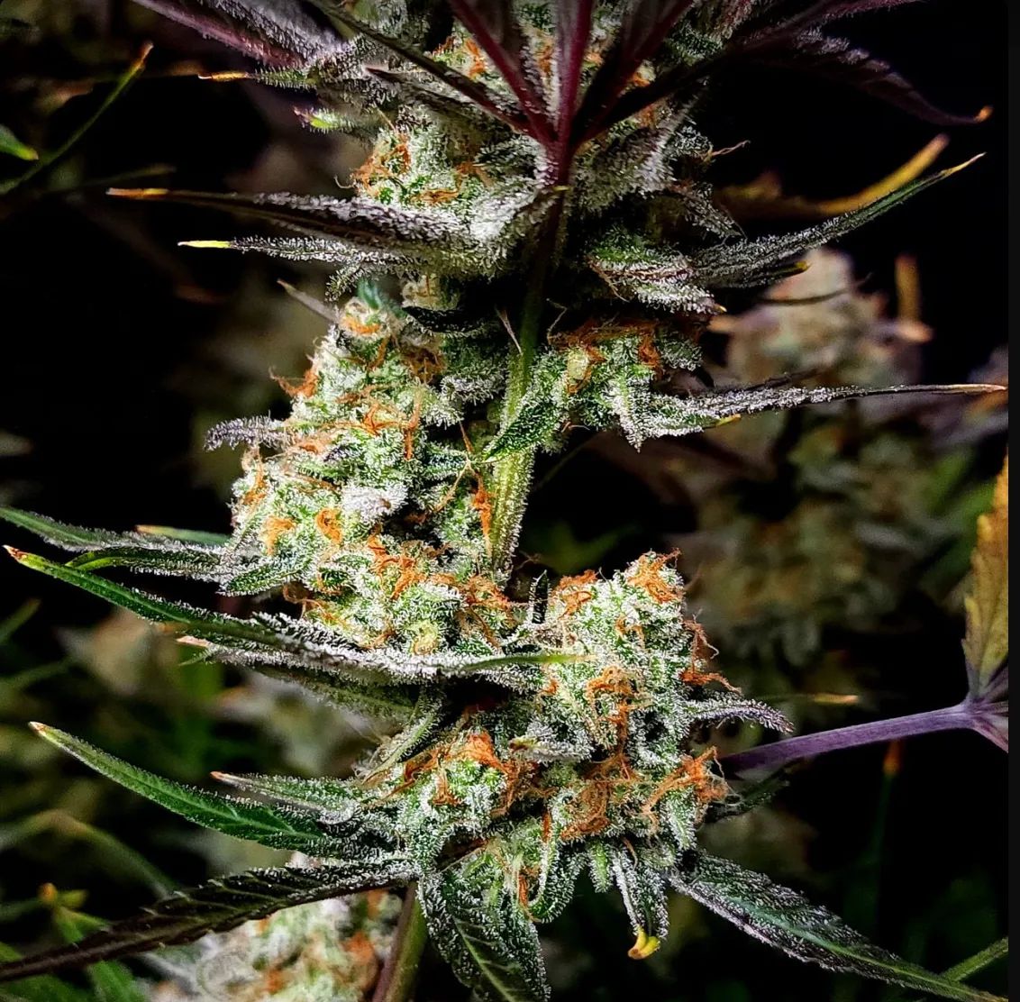 Apple Strudel Auto™ — 3