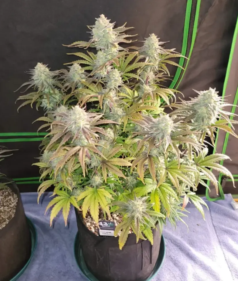 Apple Strudel Auto™ — 5