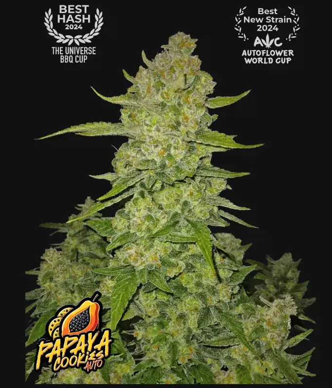 Papaya Cookies Auto™ — 1