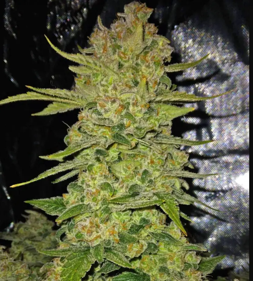 Papaya Cookies Auto™ — 2
