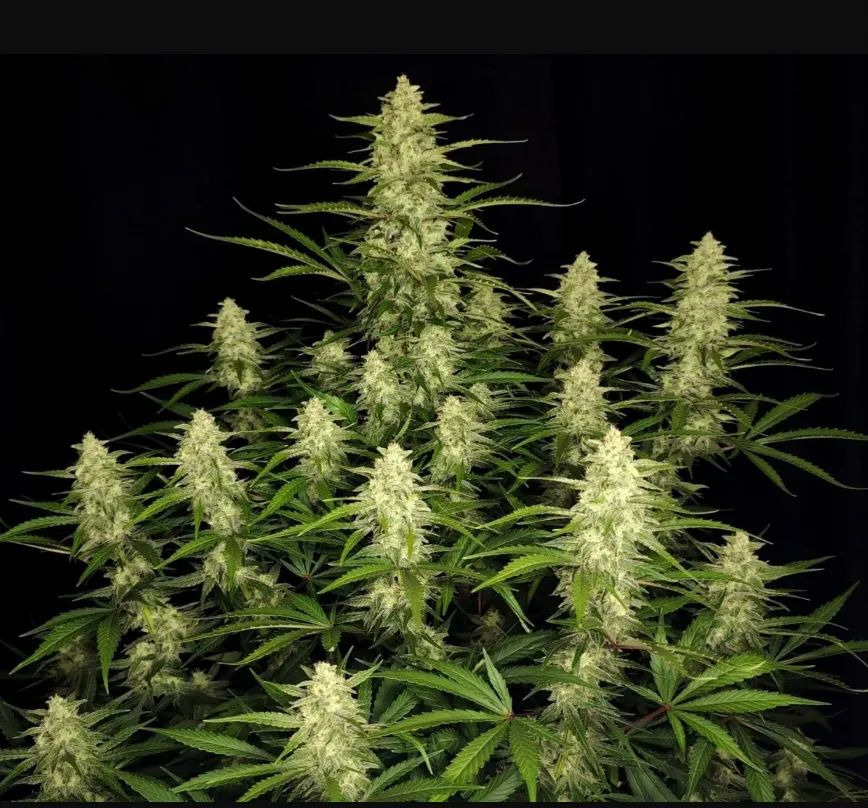 Papaya Cookies Auto™ — 3