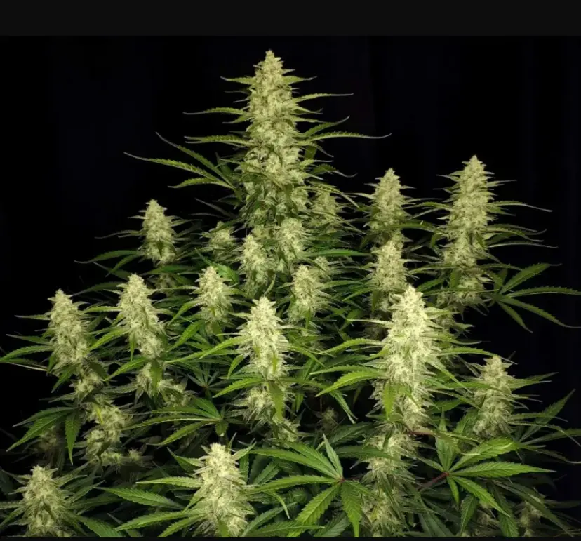 Papaya Cookies Auto™ — 3